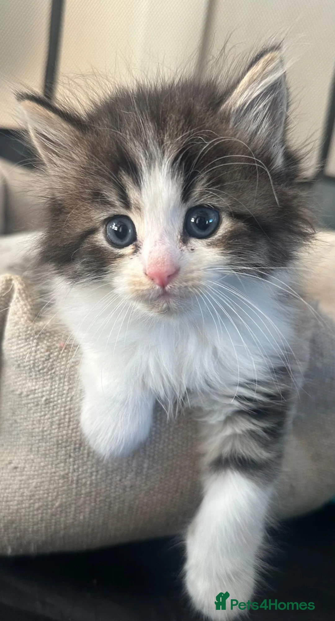 Persian cats for sale: Beautiful persian cross kitten for sale - Advert 2