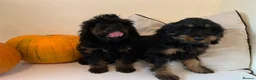 Cockapoo dogs for sale: Beautiful F1B Cockapoo boys  - Advert 5
