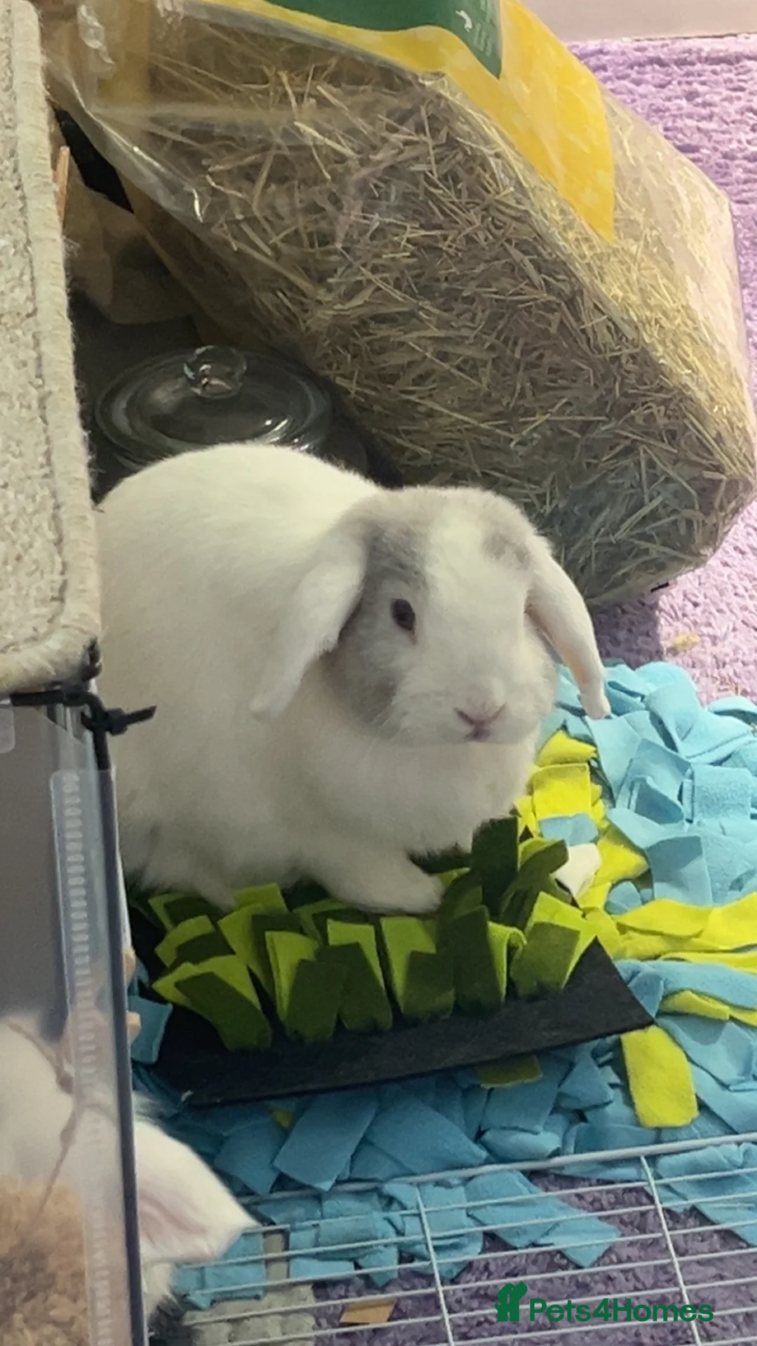 Mini Lion Lop rabbits for sale: bunnies for rehoming  in Huntingdon - Advert 2