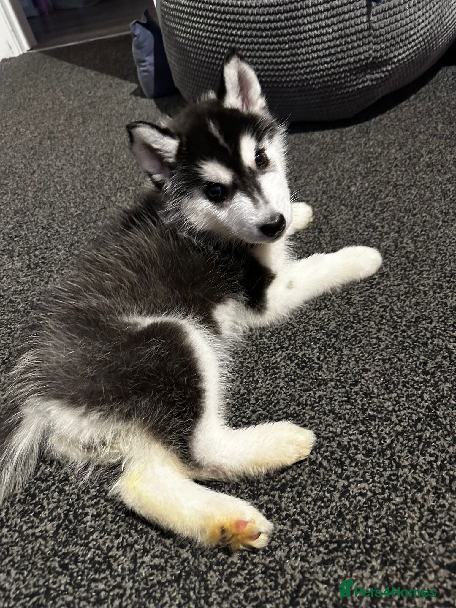 Siberian Husky dogs PREMIUM SIBERIAN HUSKY PUPPIES KC - Advert 1