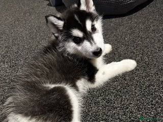 Siberian Husky dogs PREMIUM SIBERIAN HUSKY PUPPIES KC - Advert 4