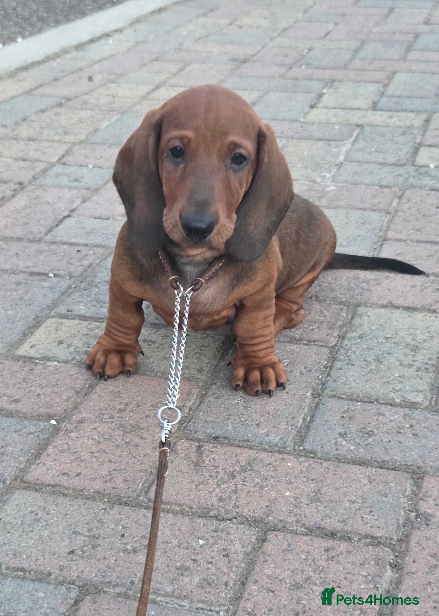 Dachshund dogs  kc registered standard smooths - Advert 5
