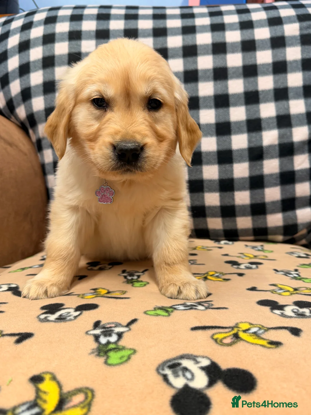 Golden Retriever dogs for sale: 🐶Fluffy bears looking for forever home💕💕 ! - Advert 5