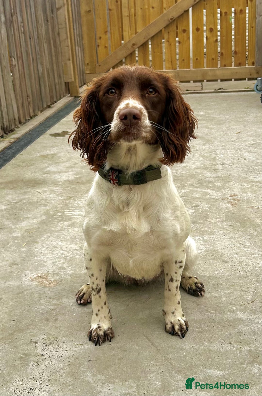 English Springer Spaniel dogs for sale: Working Springer Spaniel Puppies  - Advert 9