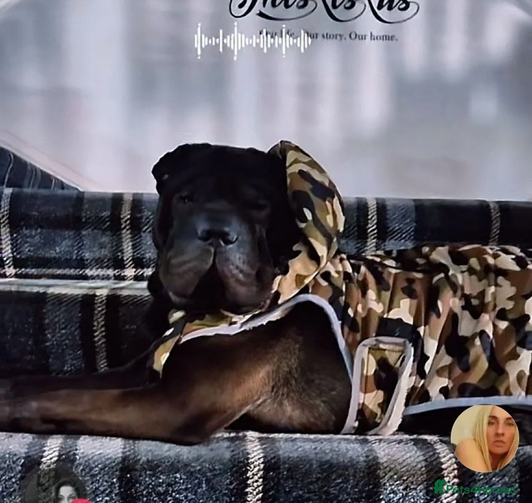 Shar Pei dogs for stud: Shar-pei for stud  - Advert 2