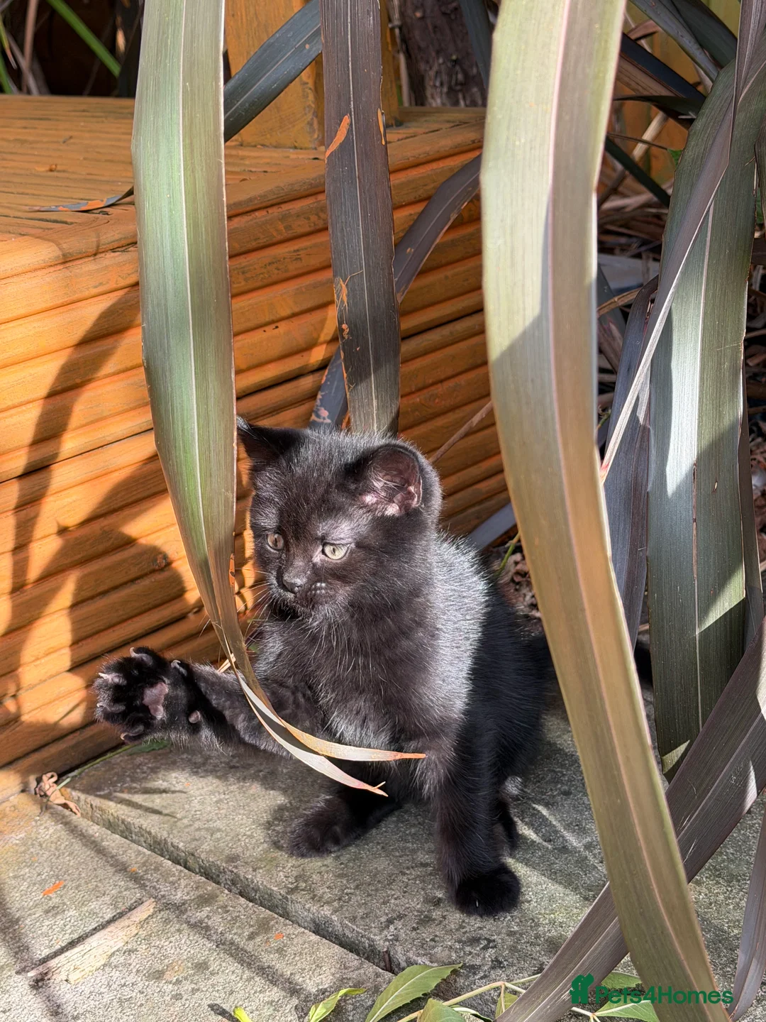 Mixed Breed cats for sale: Mixed litter kittens 🐱  - Advert 2