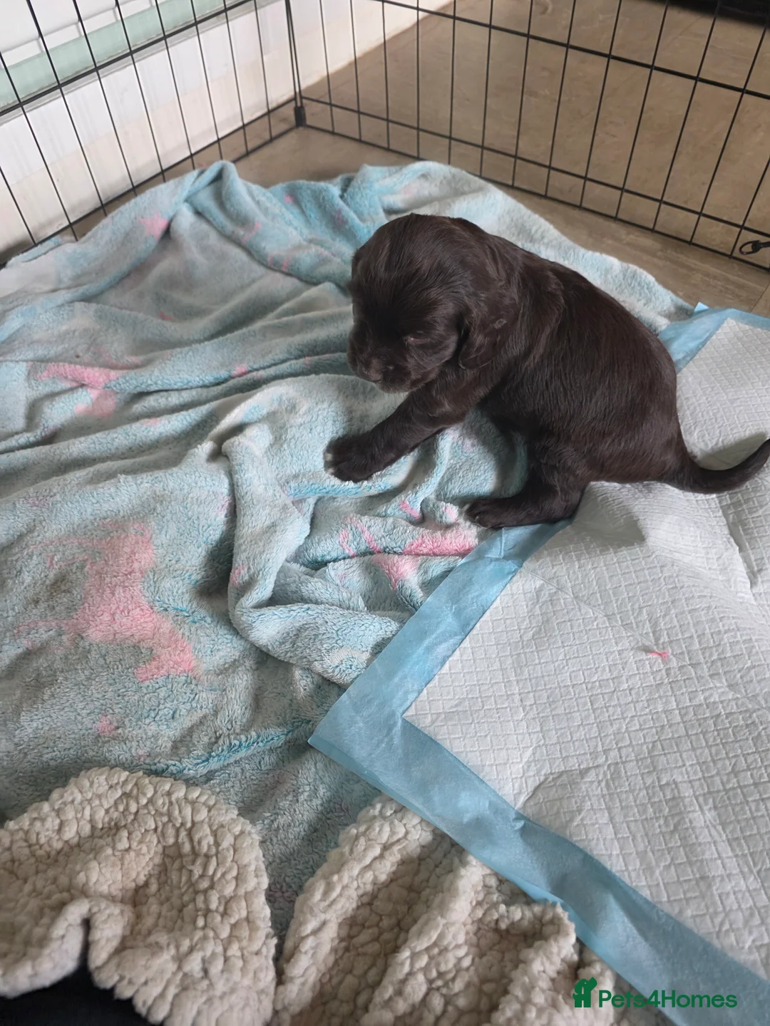 Cocker Spaniel dogs for sale: Cocker spaniel puppies for sale - Advert 2