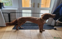 Irish Doodle dogs for sale: 1 year old setterpoo/Irish doodle - Image 7