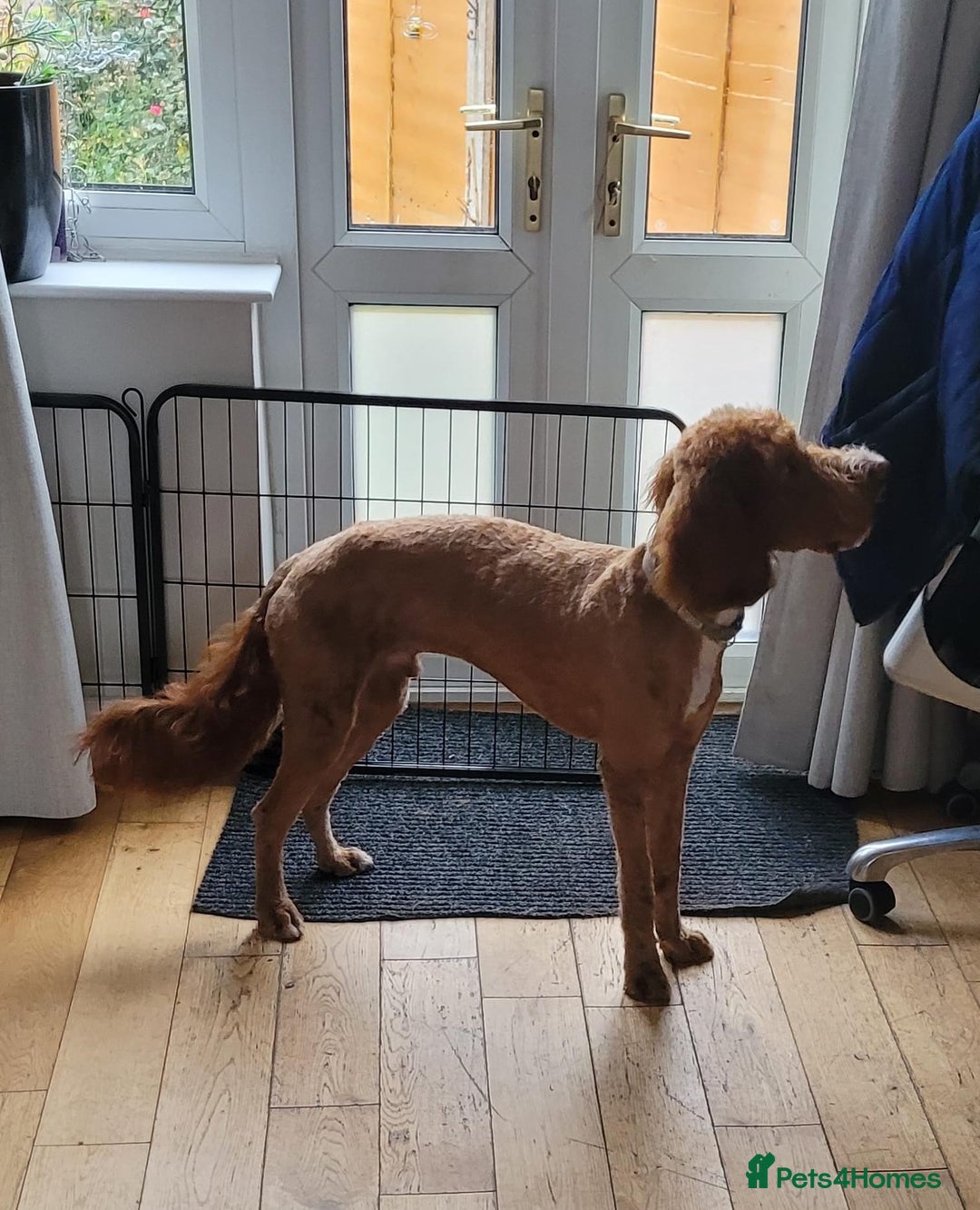 Irish Doodle dogs for sale: 1 year old setterpoo/Irish doodle - Image 7