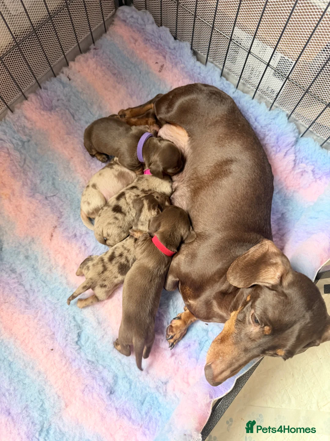 Dachshund dogs for sale: Beautiful dachshunds!  - Advert 2