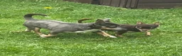 Chihuahua dogs for sale: CHIHUAHUA PUPPIES in Preston - Advert 3