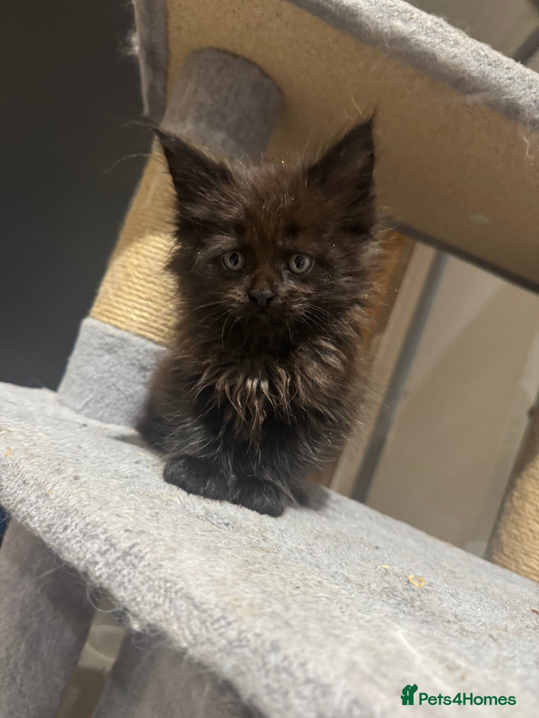 Maine Coon cats for sale: Exceptional Mainecoon Cubs 3 left - Advert 10