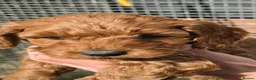 Cockapoo dogs for sale: Fb2 Cockapoos looking for loving home - Advert 4