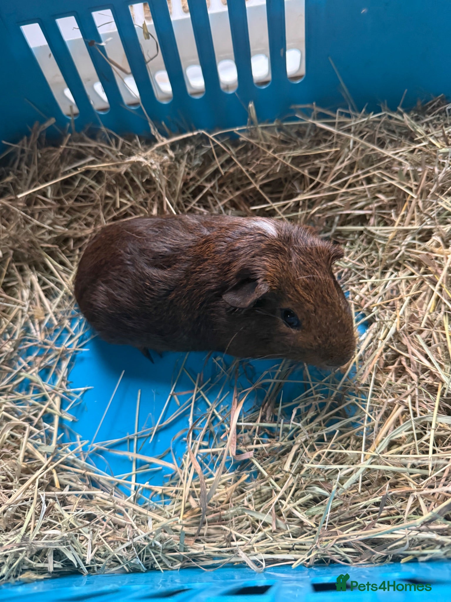 Guinea Pig rodents Baby male guinea pigs for sale - Advert 2
