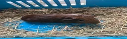 Guinea Pig rodents for sale: Baby male guinea pigs ready to go now  - Advert 3