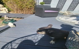 Rottweiler dogs for sale: Rottweiler  and frenchie for sale - Image 4