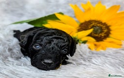 Toy Poodle dogs for sale: 🖤Toy poodle boy🖤 HEALTH TESTED PARENTS! - Image 5