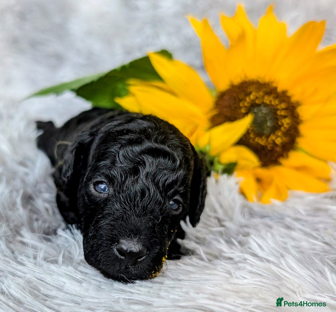 Toy Poodle dogs for sale: 🖤Toy poodle boy🖤 HEALTH TESTED PARENTS! - Image 5