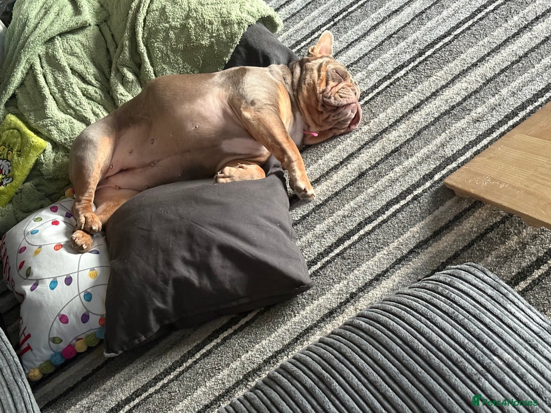 English Bulldog dogs for sale: Bonnie 3 year old British bulldog  - Advert 20