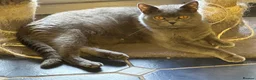 British Shorthair cats for sale: British shorthair kittens read description plz  - Advert 4