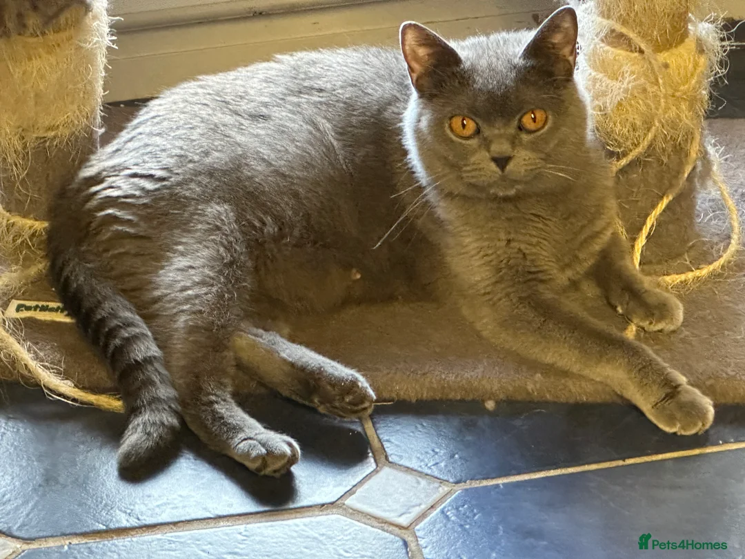 British Shorthair cats for sale: British shorthair kittens read description plz  - Advert 4