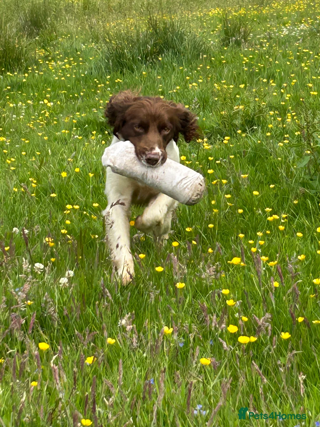 English Springer Spaniel dogs for stud: KC registered, health tested springer dog for stud - Advert 2