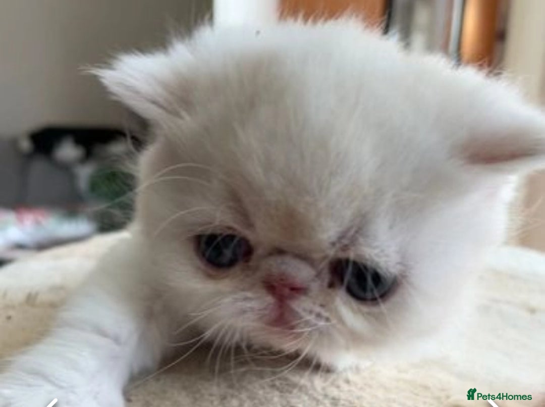 Exotic cats for stud: CREAM TABBY AND WHITE EXOTIC STUD in Barnsley - Advert 6