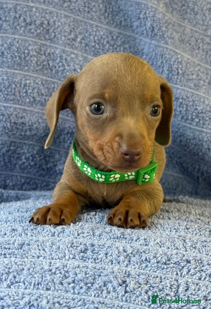 Miniature Dachshund dogs KC Reg Miniature Dachshund Puppies  - Advert 10