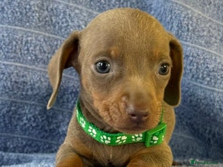 Miniature Dachshund dogs KC Reg Miniature Dachshund Puppies - Advert 10