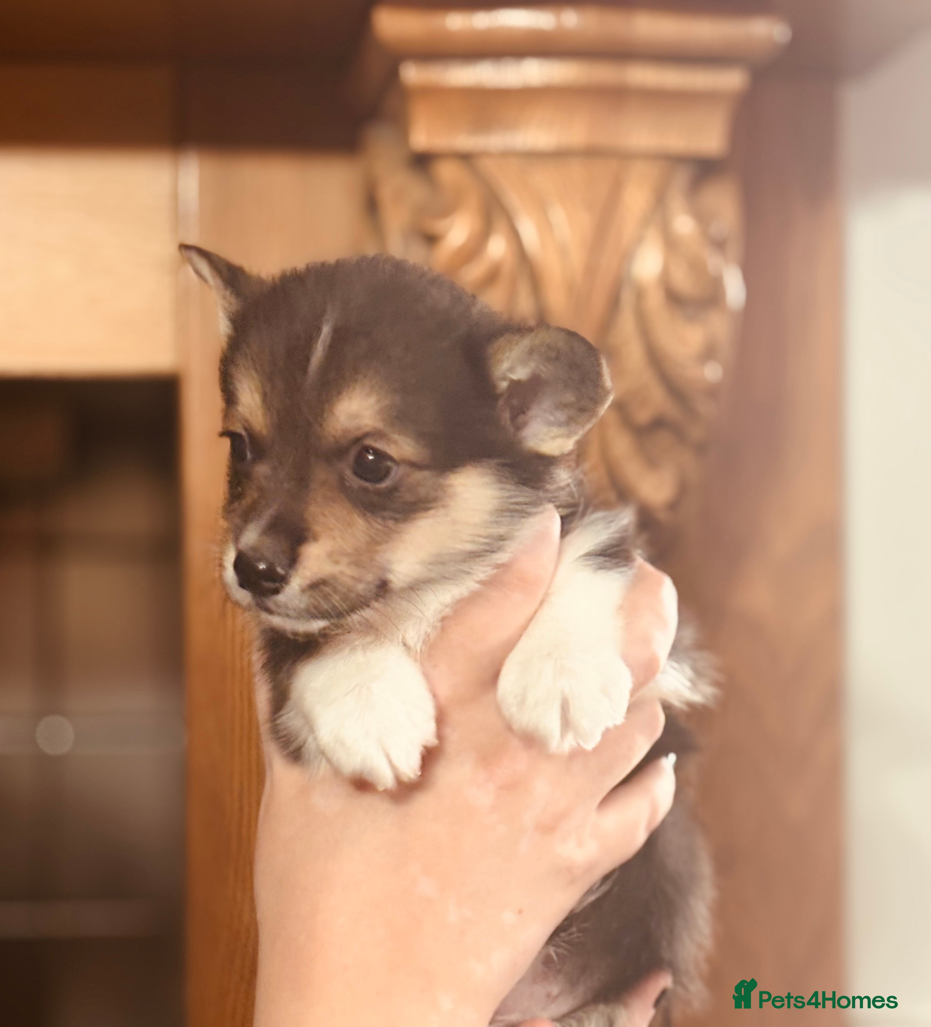 Welsh Corgi Pembroke dogs Quality Pedigree Tri colour puppies - Advert 2