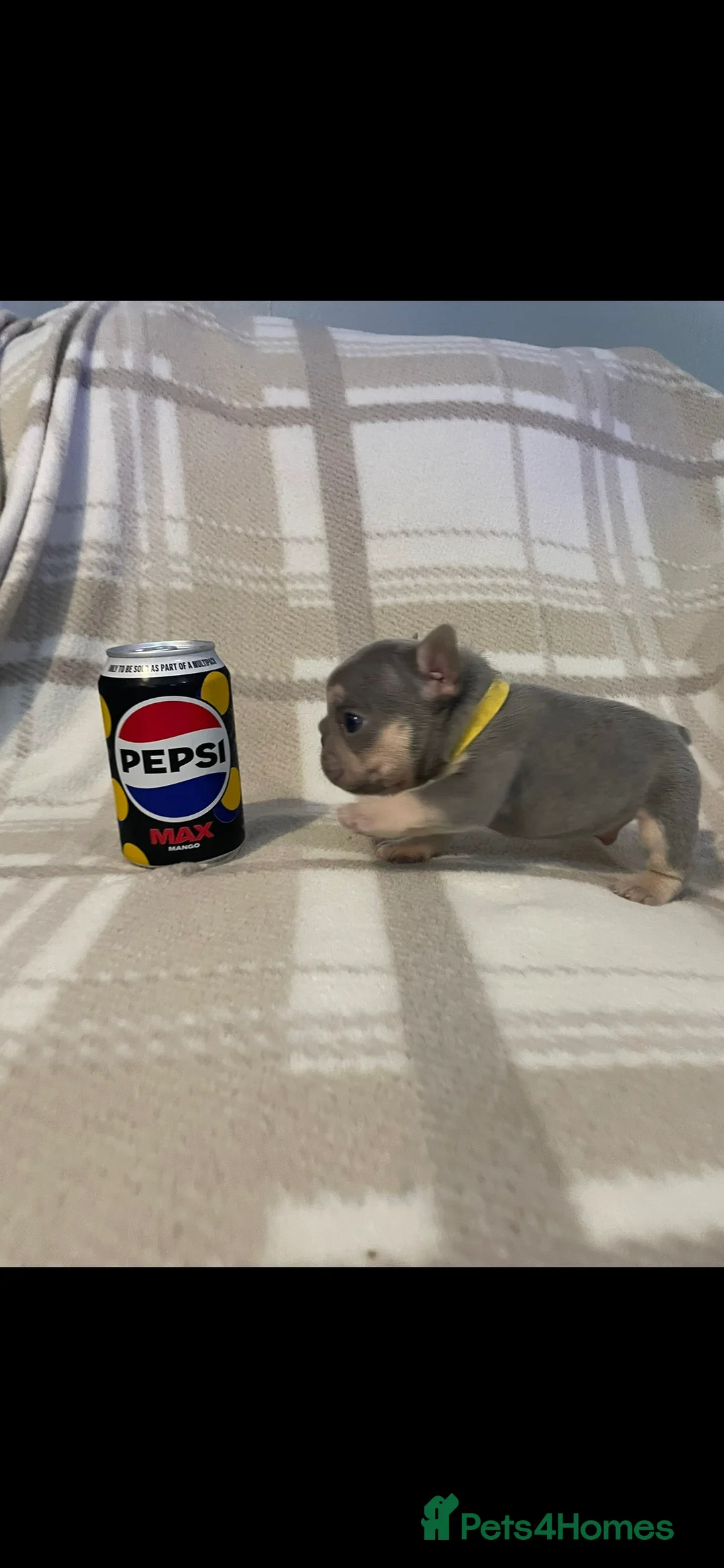 French Bulldog dogs for stud: Full fluffy full pink wavy shedding coat 🌊 - Advert 7