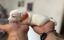 Jack Russell dogs for sale: Miniature Jack Russell terrier 3 boys and 3 girls  - Image 36
