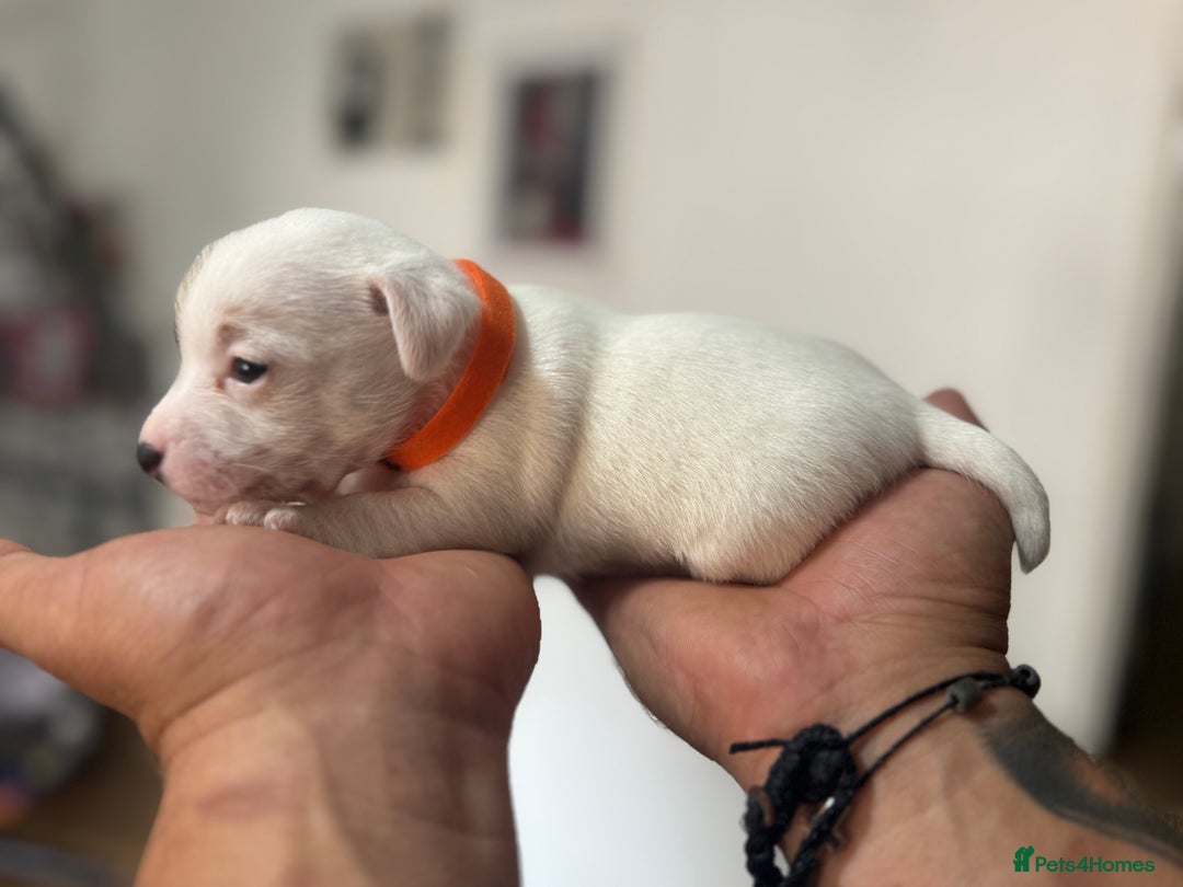 Jack Russell dogs for sale: Miniature Jack Russell terrier 3 boys and 3 girls  - Image 36