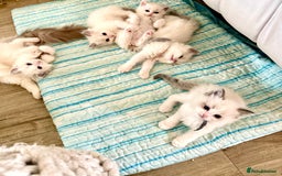 Ragdoll cats for sale: Beautiful Ragdoll Kittens – Stunning & Ready Soon - Image 1