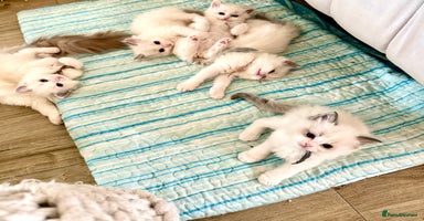 Ragdoll cats Beautiful Ragdoll Kittens – Stunning & Ready Soon - Advert 7