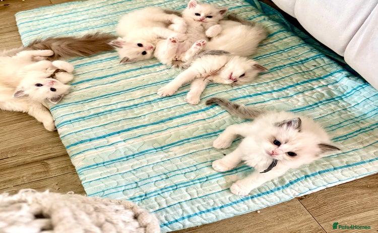 Ragdoll cats - Advert 1