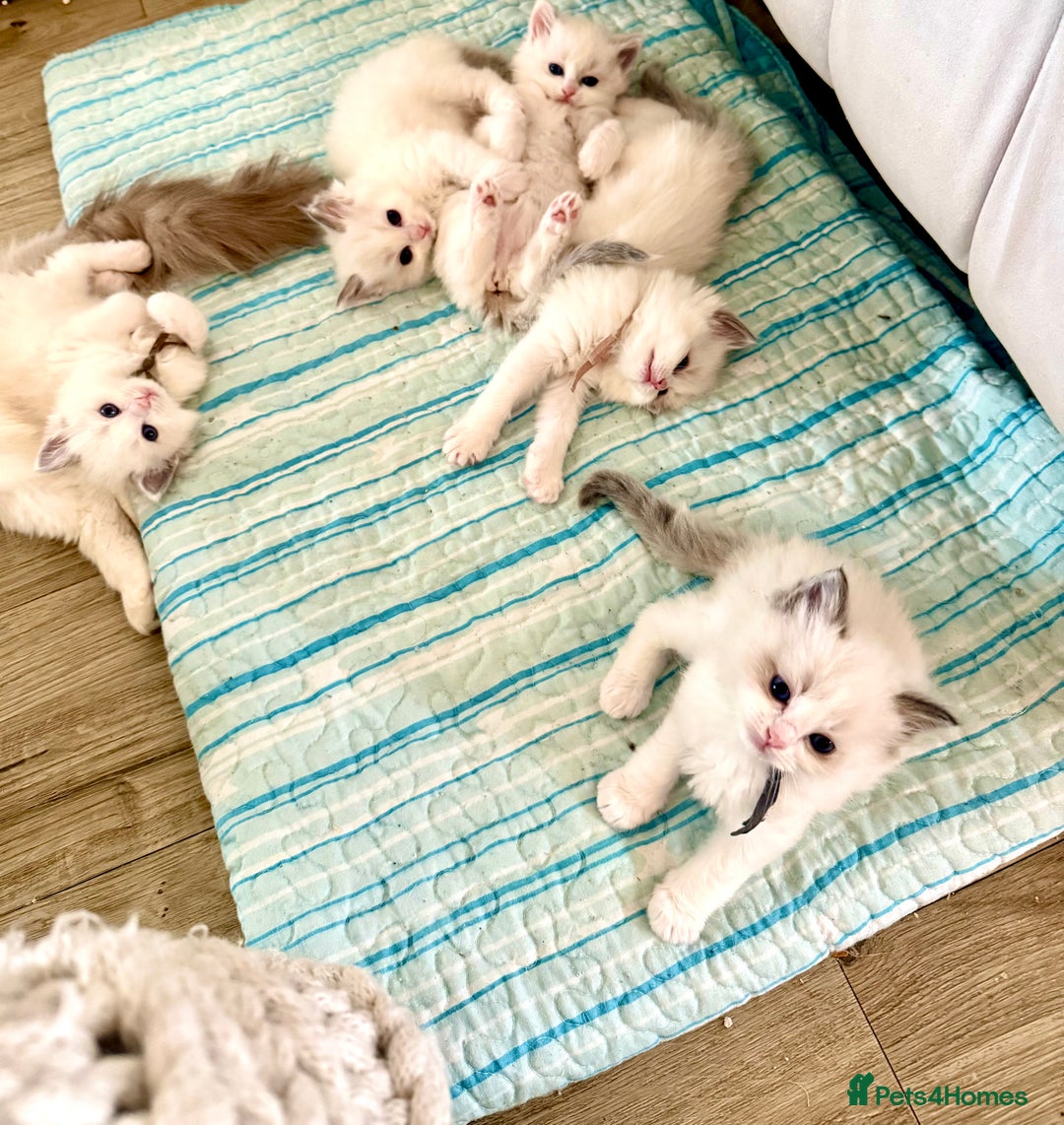 Ragdoll cats for sale: Beautiful Ragdoll Kittens – Stunning & Ready Soon - Image 1