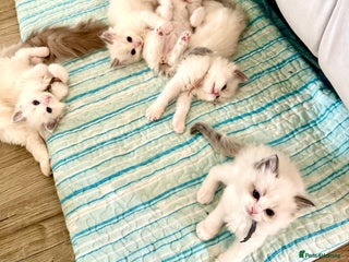 Ragdoll cats - Advert 2