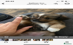 Mixed Breed dogs for sale: Lhasa Apso/ Jackhuahua puppies  - Image 16