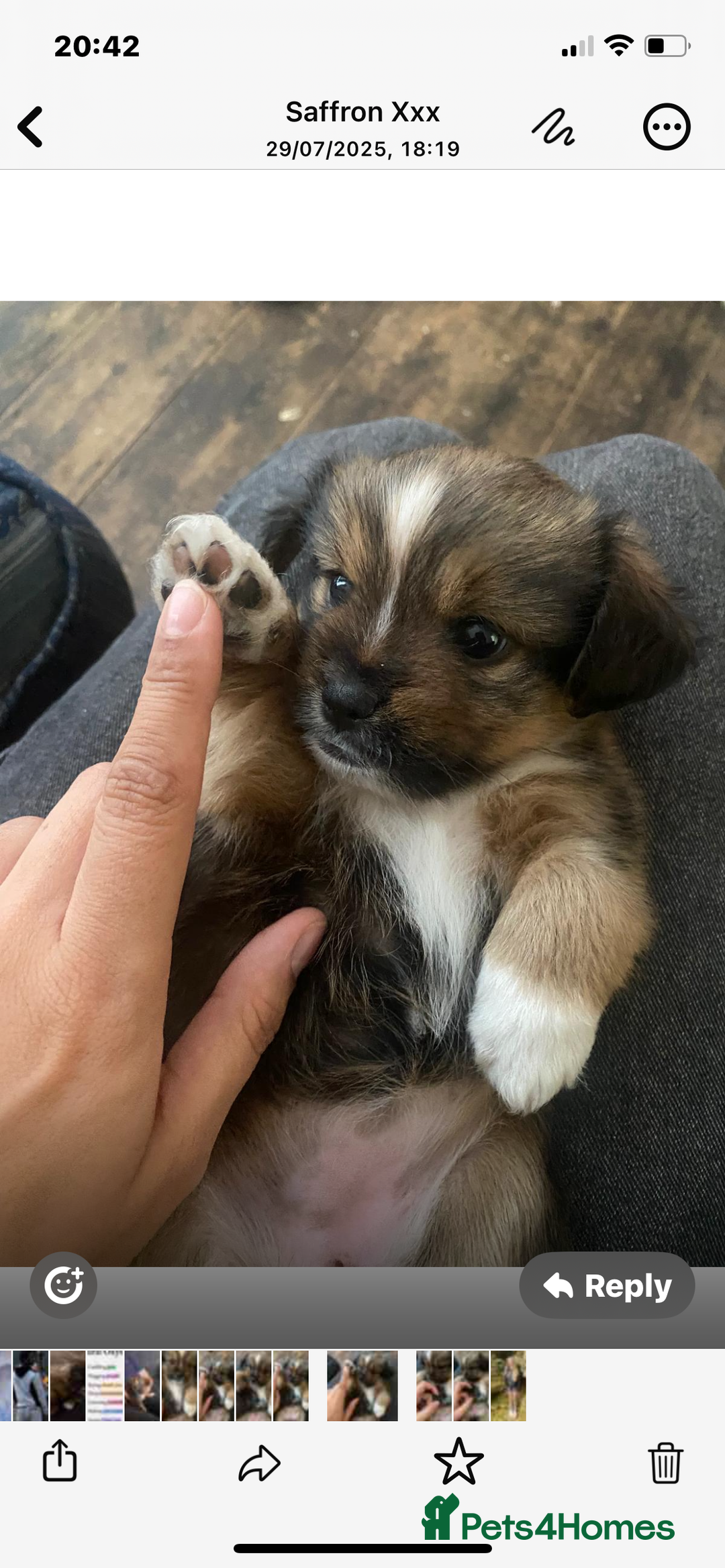 Mixed Breed dogs for sale: Lhasa Apso/ Jackhuahua puppies  - Image 16
