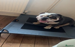 English Bulldog dogs for sale: English bulldog looking for new forever home - Image 5