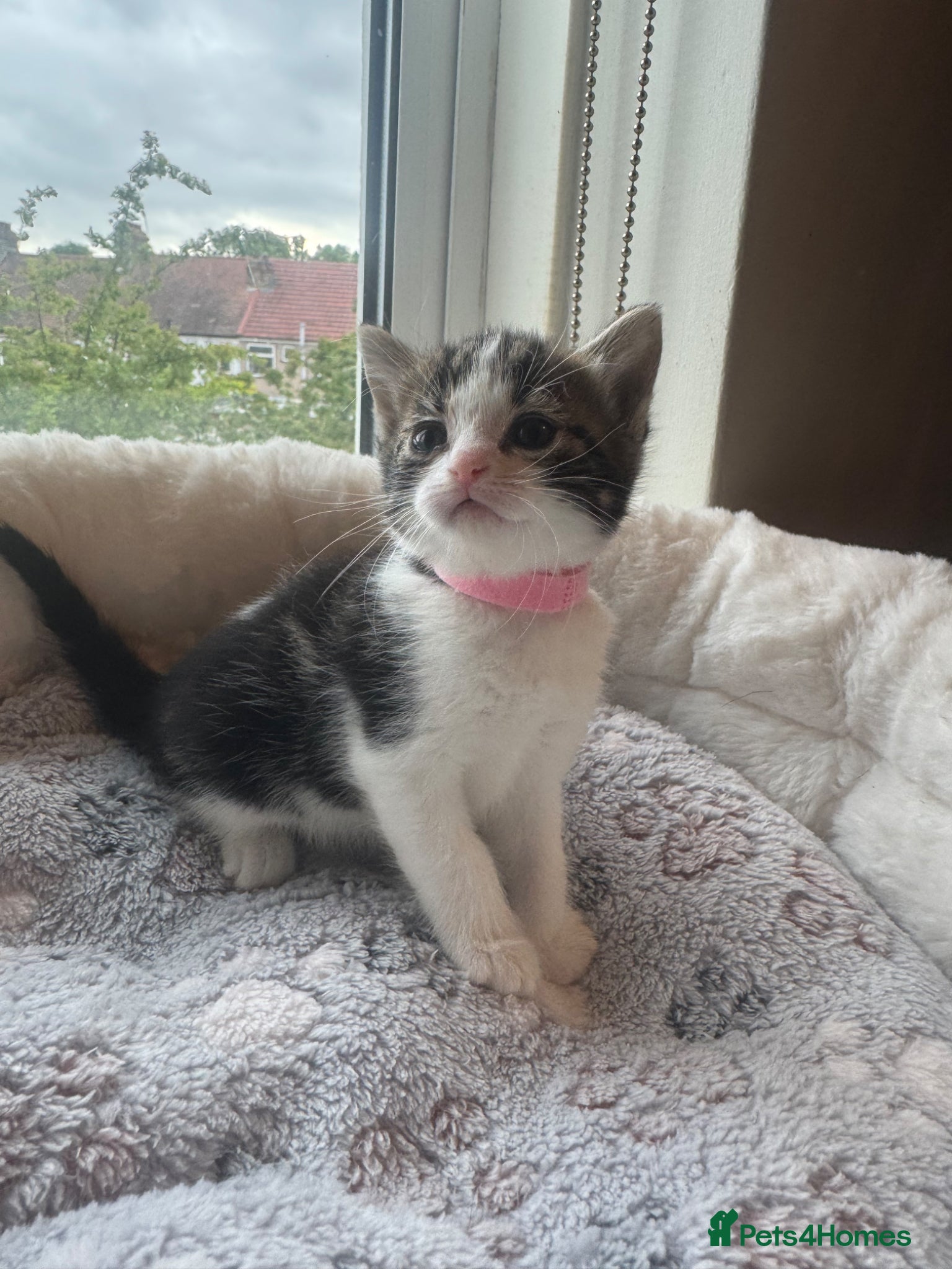 Mixed Breed cats Gorgeous kittens looking for forever home  - Advert 11