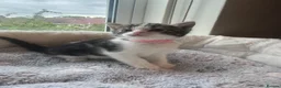 Mixed Breed cats for sale: Gorgeous kittens looking for forever home  - Advert 1