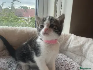 Mixed Breed cats Gorgeous kittens looking for forever home - Advert 2