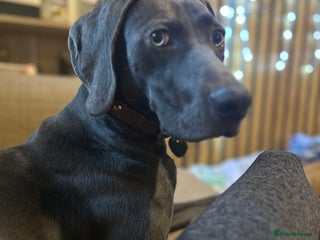 Weimaraner dogs in Wednesbury - Advert 3