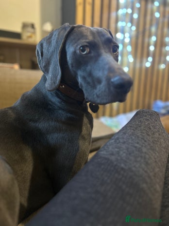 Weimaraner dogs in Wednesbury - Advert 2