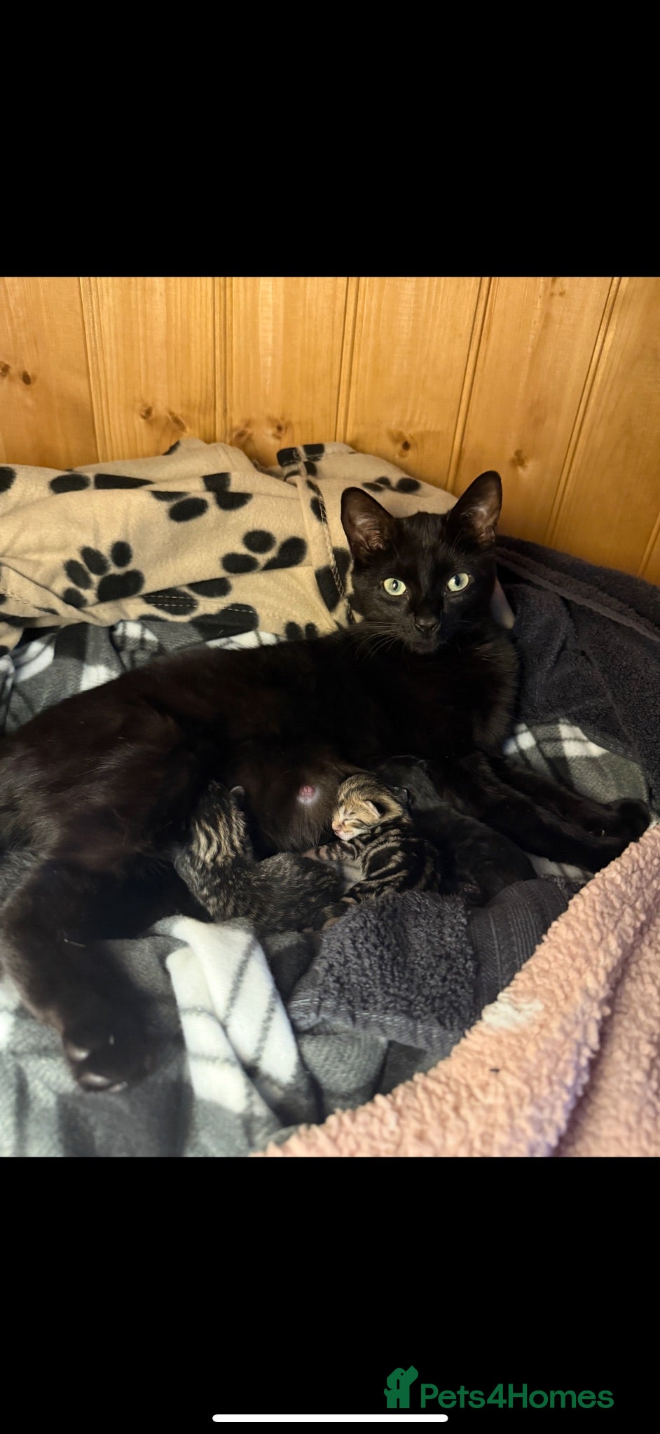 Mixed Breed cats Adorable kittens  - Advert 1