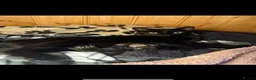 Mixed Breed cats for sale: Adorable kittens  - Advert 1