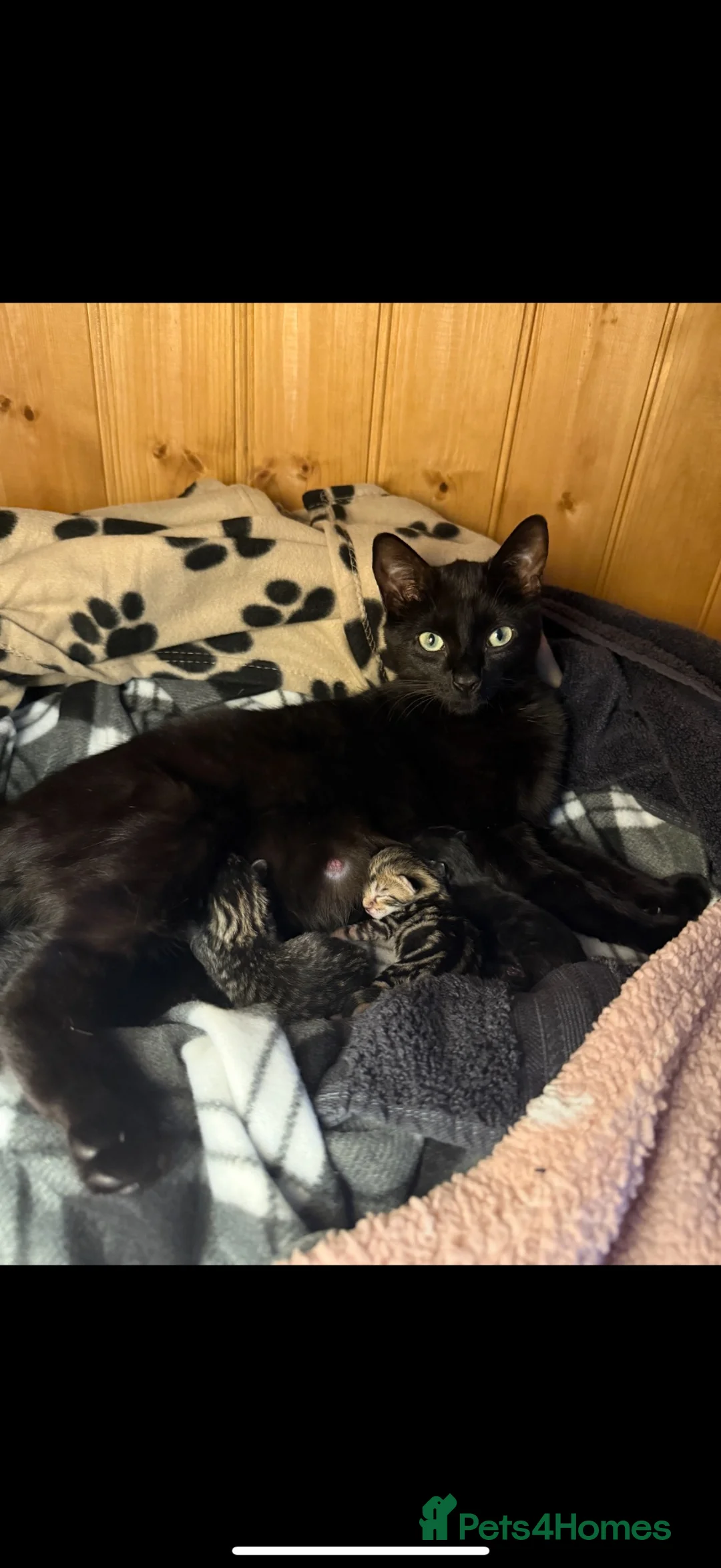 Mixed Breed cats for sale: Adorable kittens  - Advert 1