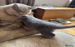 British Shorthair cats for sale: Stunning British Blue Shorthair Kittens - Image 5